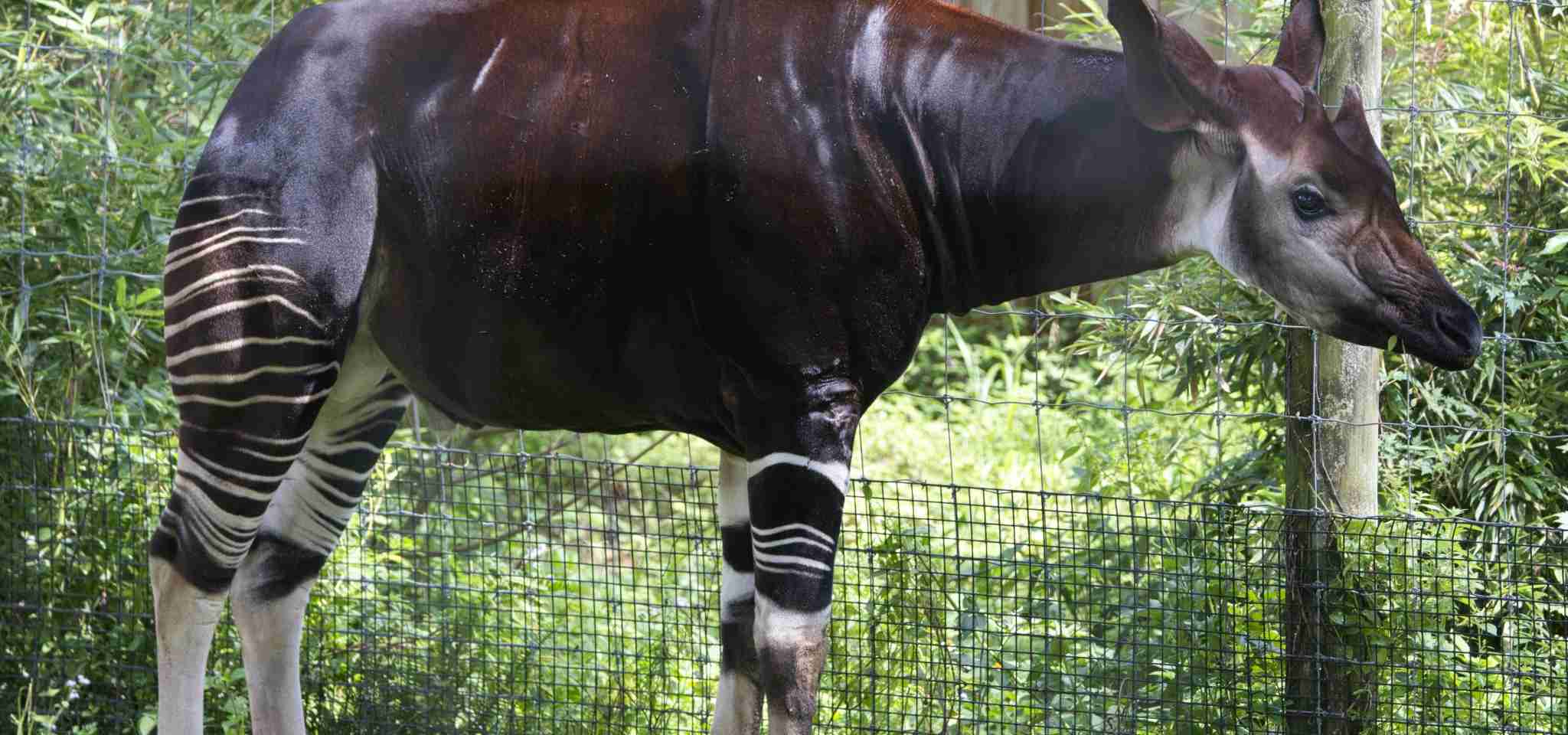 A legendary and rare Okapi.
