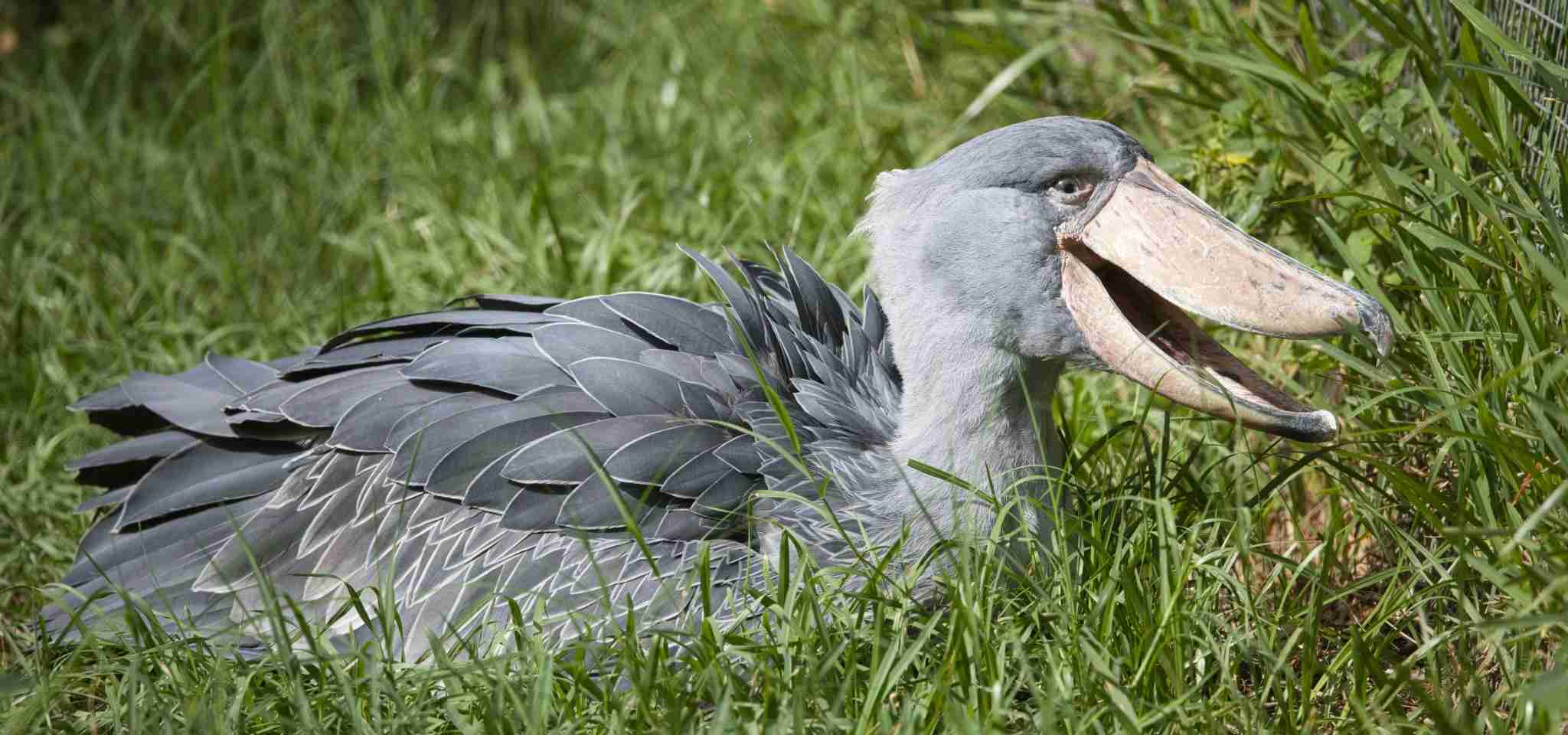 A strange Shoebill Stork laughing.