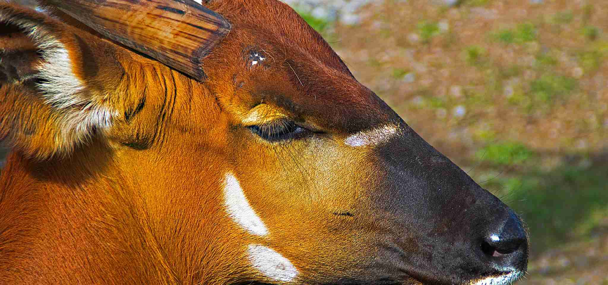 Bongo Antelope